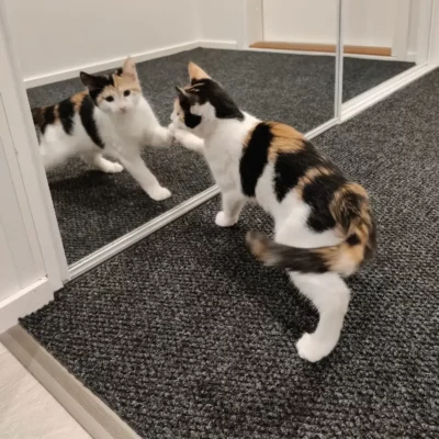 Domo kuramatto musta